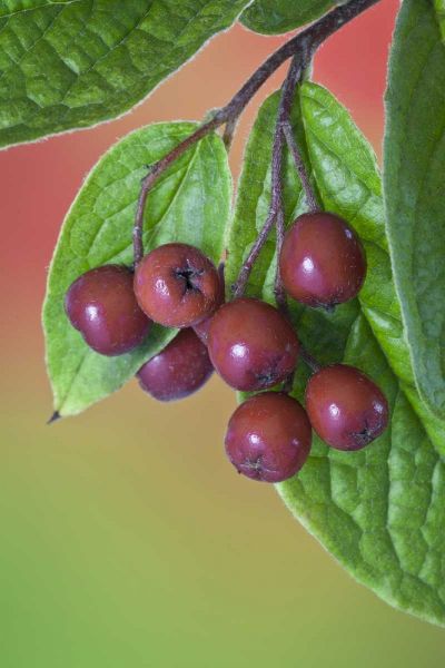 Washington Cotoneaster berries on the vine